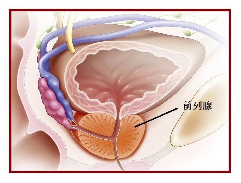 前列腺的分类，你是哪一种？